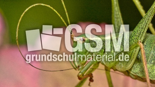 Kurzflügelige Schwertschrecke (6).jpg